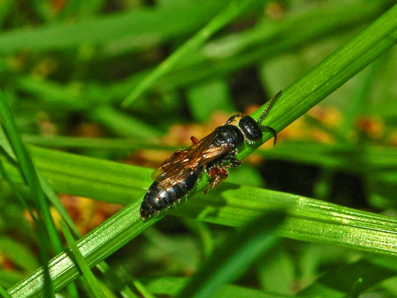 Un imenottero su un filo d''erba Tiphia femorata (Tiphiidae)